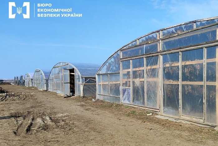На Одещині викрили 16 нелегальних теплиць з вирощування тютюну